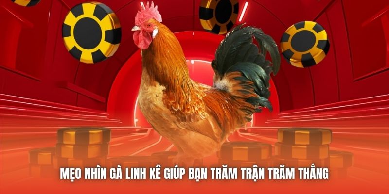 Mẹo Nhìn Gà Linh Kê Giúp Bạn Trăm Trận Trăm Thắng