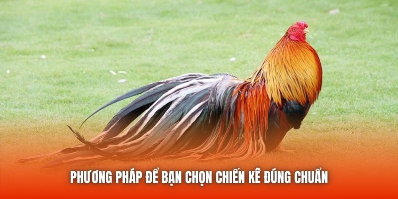 Phương pháp để bạn chọn chiến kê đúng chuẩn