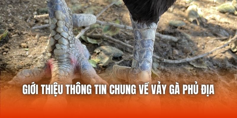 Vảy phủ địa thường đồng nhất với tone màu của chân gà