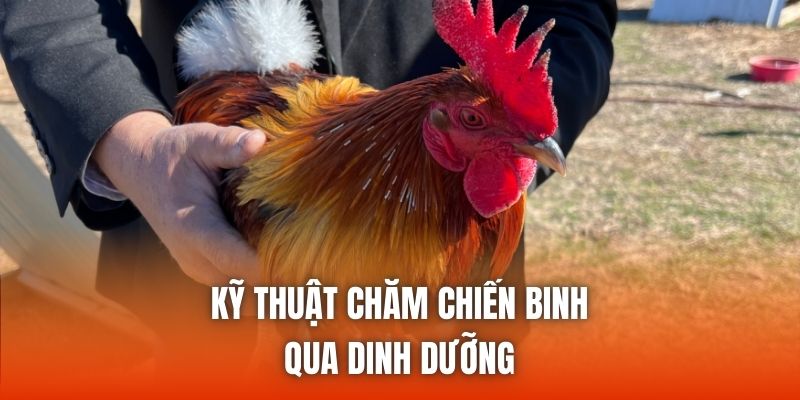Kỹ thuật chăm chiến binh qua dinh dưỡng